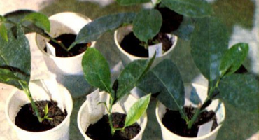 Jak množit citron řízkováním doma, zakořeněním a pěstováním